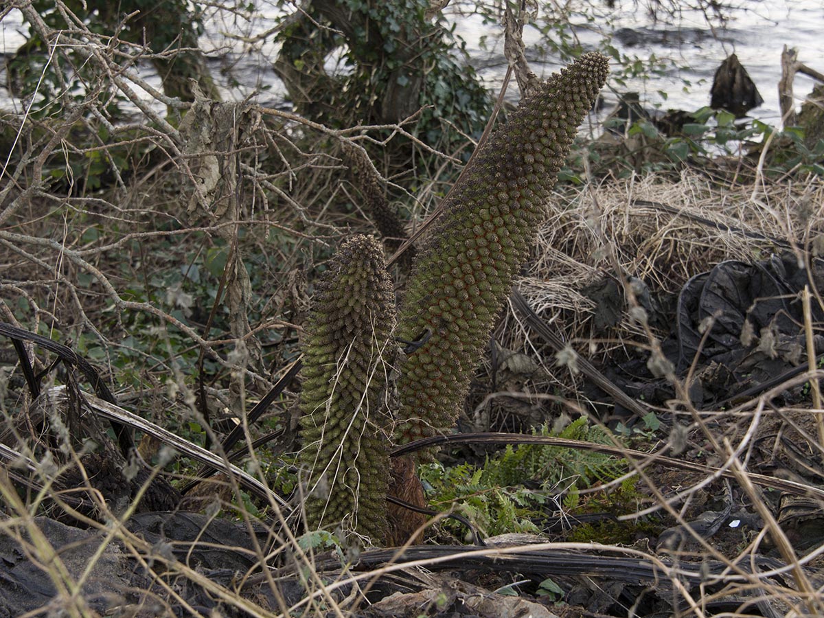 Gunnera tinctoria